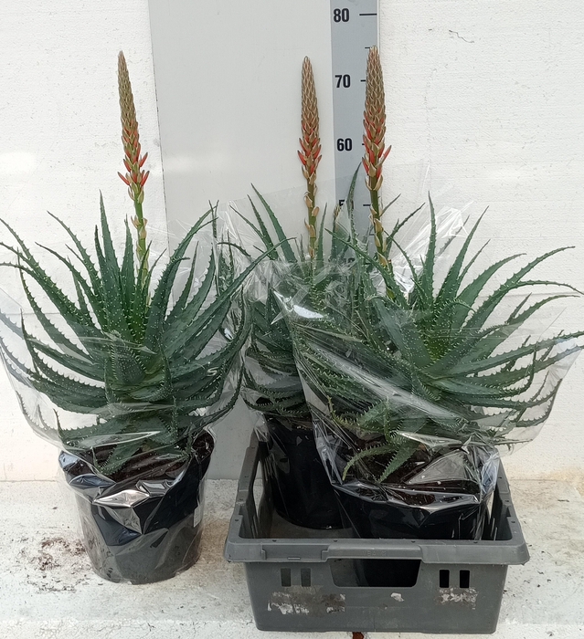 <h4>ALOE ARBORESCENS</h4>