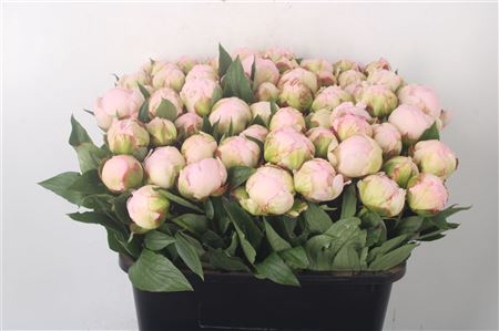 <h4>Paeo L Flor Nicholls Ex</h4>