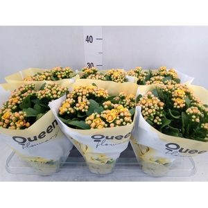 Kalanchoe  'MoreFlow Lausanne'