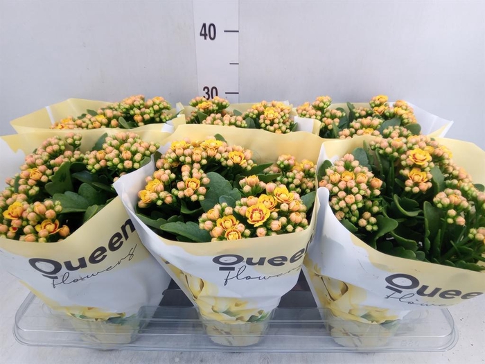 <h4>Kalanchoe  'MoreFlow Lausanne'</h4>