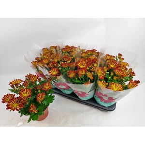 CHRYS RAINBOW CIRCUS