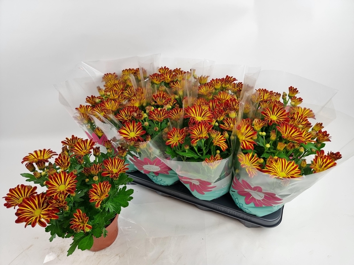 <h4>CHRYS RAINBOW CIRCUS</h4>