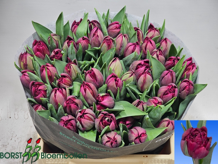 <h4>TU DU PURPLE MAGIC</h4>