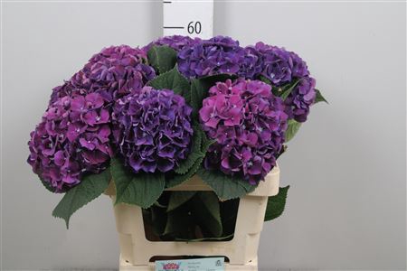 <h4>Hydr M Royal King</h4>