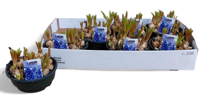 <h4>MUSCAR ARMENIACUM</h4>