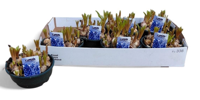 <h4>MUSCAR ARMENIACUM</h4>