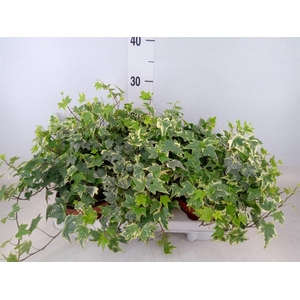 Hedera helix 'White Ripple'