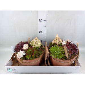 Arr.  Sempervivum L%