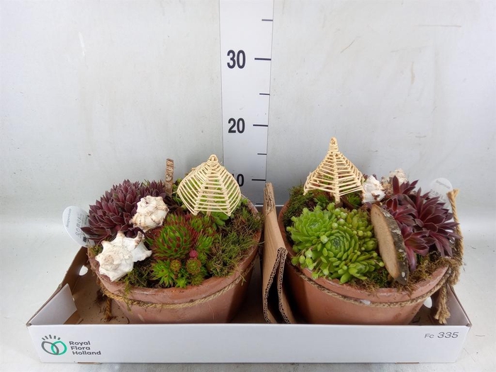 <h4>Arr.  Sempervivum L%</h4>