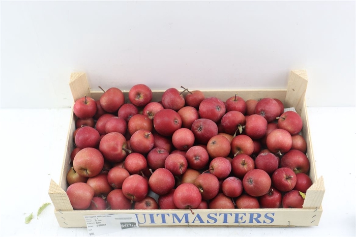 <h4>Sier Appels Rood P. Doos</h4>
