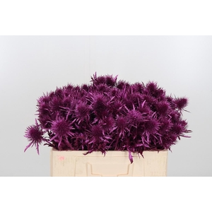 Eryn Supernova Kl Bh Metallic Erika