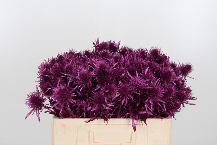 <h4>Eryn Supernova Kl Bh Metallic Erika</h4>