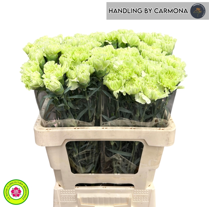 <h4>DI ST LADY MOE</h4>