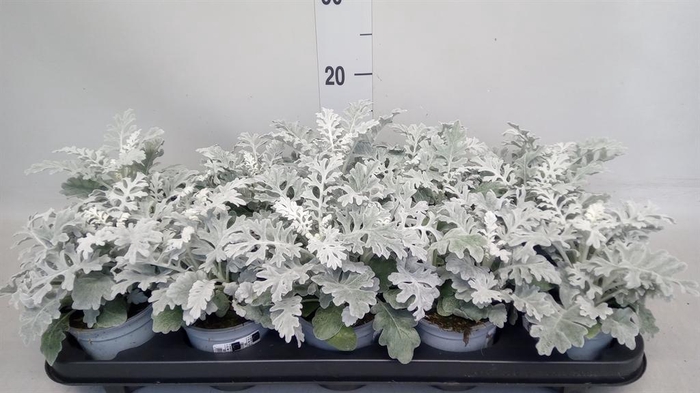 <h4>Jacobaea maritima</h4>
