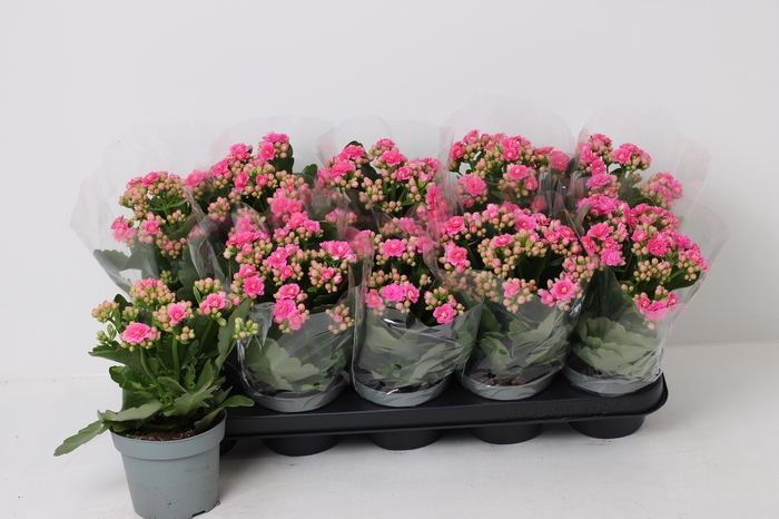 <h4>KAL GE AFRICAN JUNE</h4>