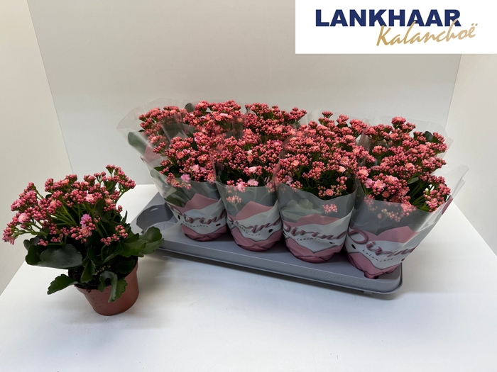 <h4>KAL GE PERFECTA PINK</h4>