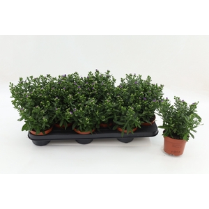 Aster Starletta Blue