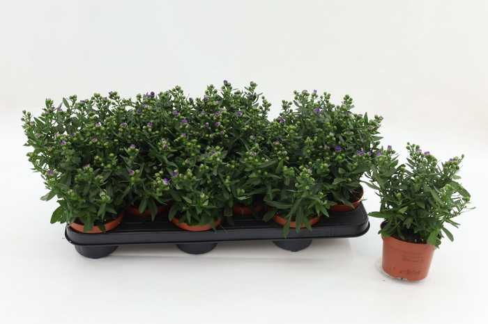 <h4>Aster Starletta Blue</h4>