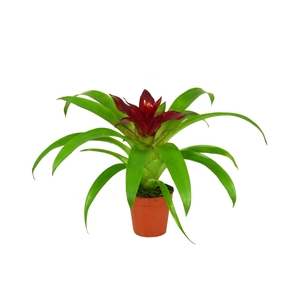 Guzmania Intro