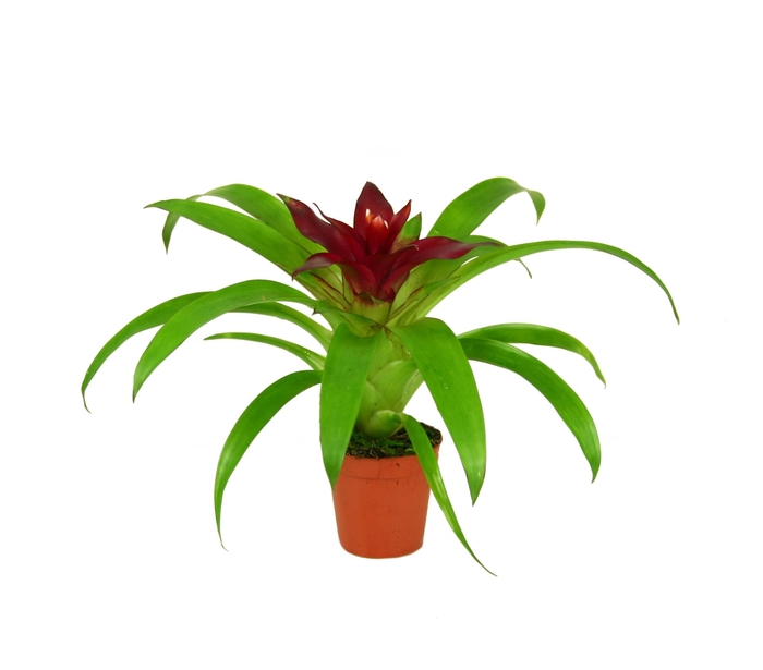 Guzmania Intro