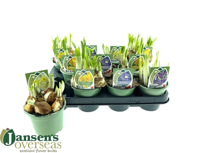 <h4>BOLBLOEMEN GEM</h4>