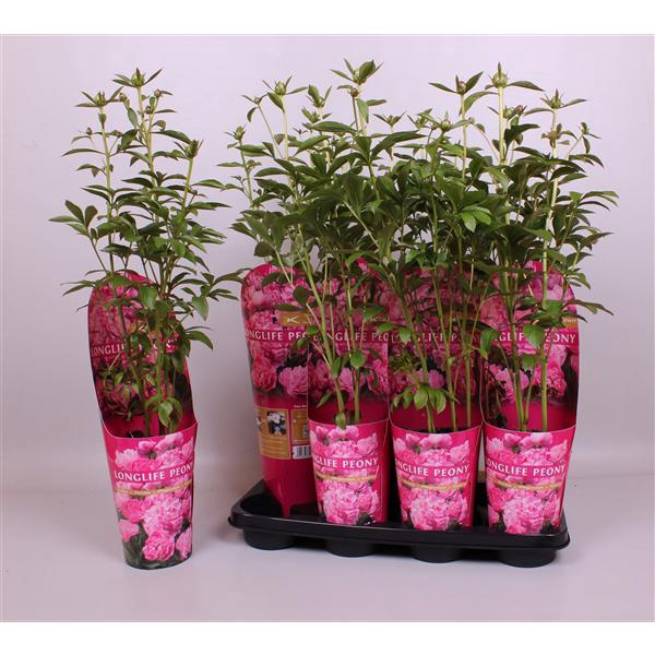 <h4>Paeonia 14CM C2 Roze Longlife</h4>