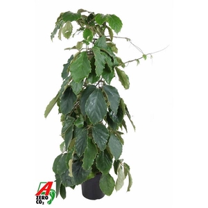 Tetrastigma voinierianum