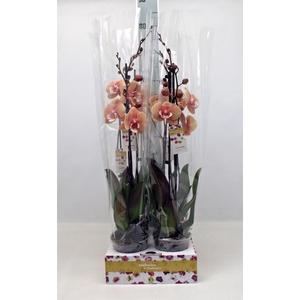 Phalaenopsis   ...