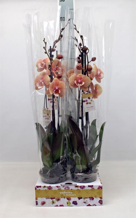 <h4>Phalaenopsis ...</h4>