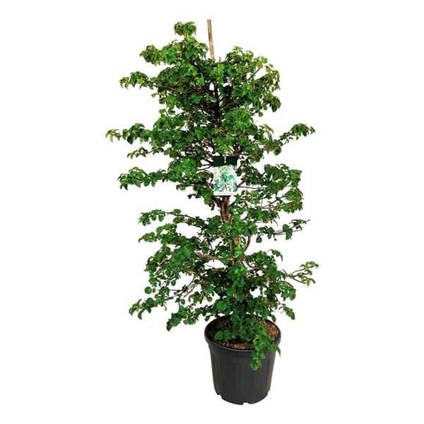 <h4>Hydrangea petiolaris</h4>
