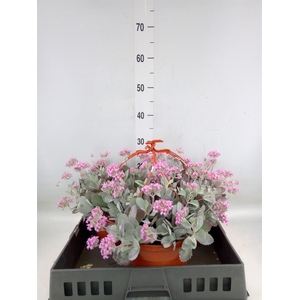 Kalanchoe NF pumila