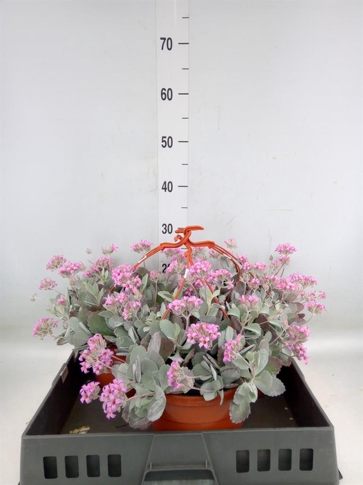 <h4>Kalanchoe NF pumila</h4>