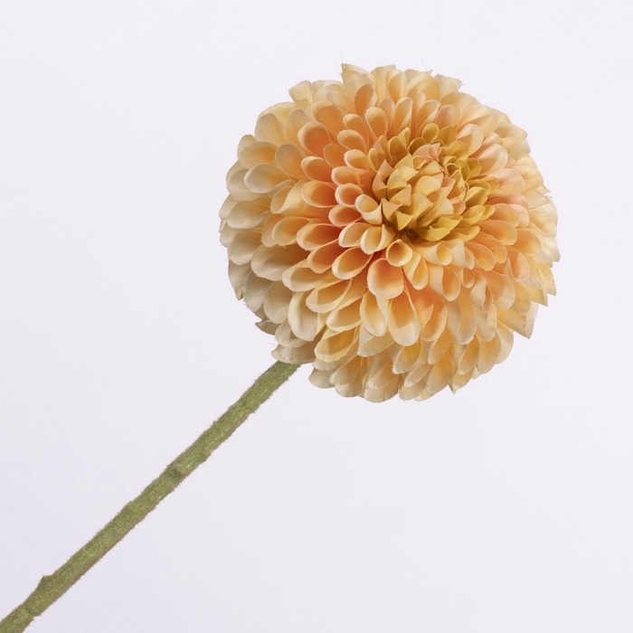 Dahlia Peach FL440337PEA