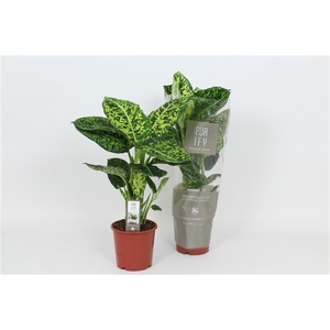 Purify Dieffenbachia Reflector 17 cm