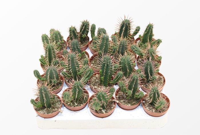 <h4>Euphorbia Ferox</h4>