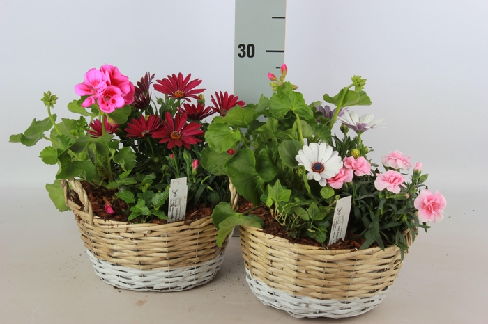 <h4>ARR TUINPLANTEN</h4>