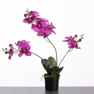 AF Orchid x3 in pot H61cm Purp