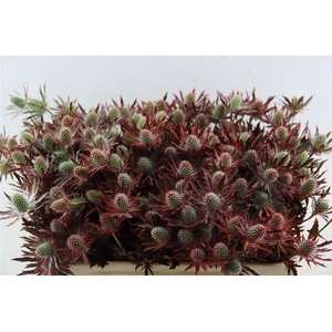 Eryngium Red 50cm Spray P Tak