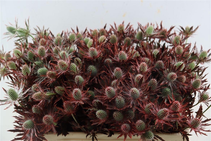 <h4>Eryngium Red 50cm Spray P Tak</h4>