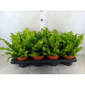 Asplenium nidus 'Crispy Wave'