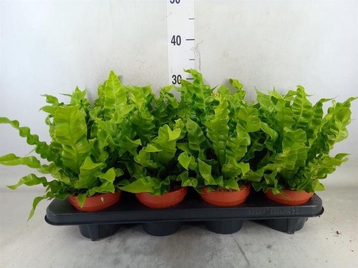 <h4>Asplenium nidus 'Crispy Wave'</h4>