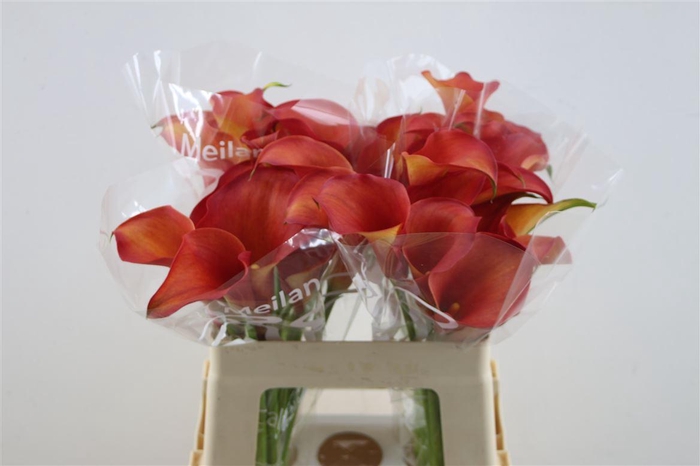 <h4>Zant Capt Odeon</h4>