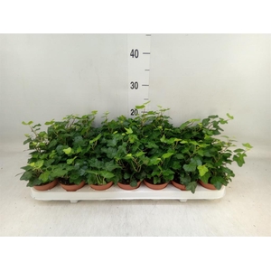 Hedera helix 'Wonder'