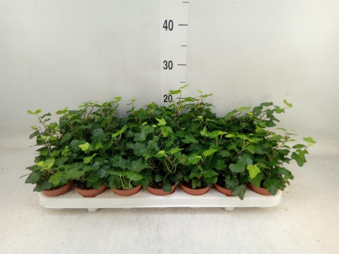 <h4>Hedera helix 'Wonder'</h4>