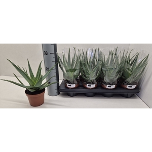 ALOE ARBORESCENS