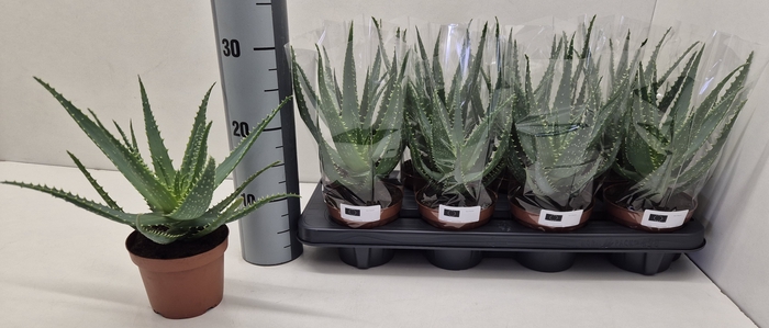 <h4>ALOE ARBORESCENS</h4>