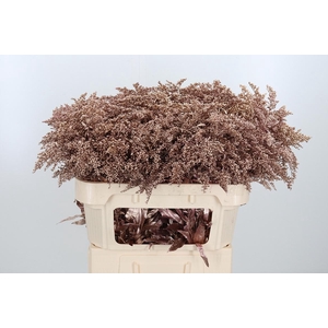 Solidago Kl Bh Rose Goud