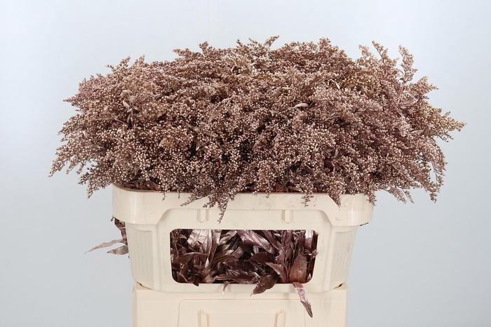 <h4>Solidago Kl Bh Rose Goud</h4>