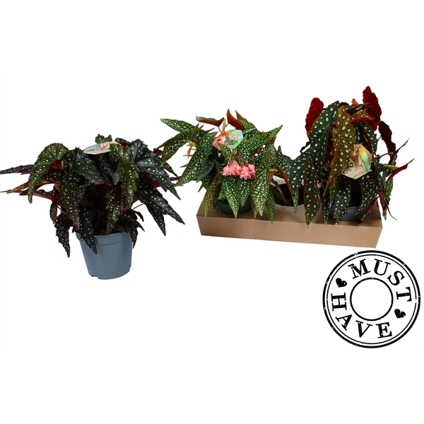 <h4>Maculata Mix 3 soorten 'MUST HAVE'</h4>