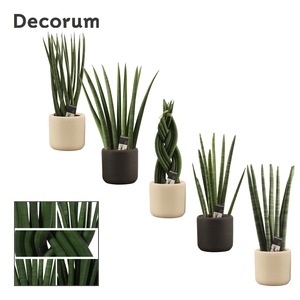 Sansevieria Cylindrica 11 cm mix in Dyen (Deco-collection)